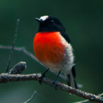 Scarlet robin in Tasmania, Australia. © copyright Matthew Brace