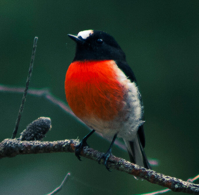 Scarlet robin in Tasmania, Australia. © copyright Matthew Brace