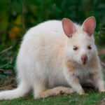 A rare white (or albino) wallaby at Adventure Bay on Bruny Island off Tasmania, Australia. © copyright Matthew Brace