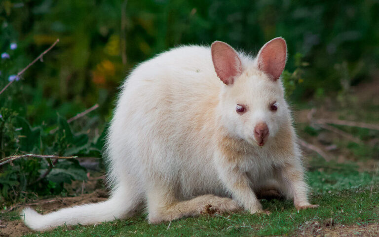 A rare white (or albino) wallaby at Adventure Bay on Bruny Island off Tasmania, Australia. © copyright Matthew Brace
