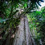 A towering tree in the depths of the Borneo rainforest