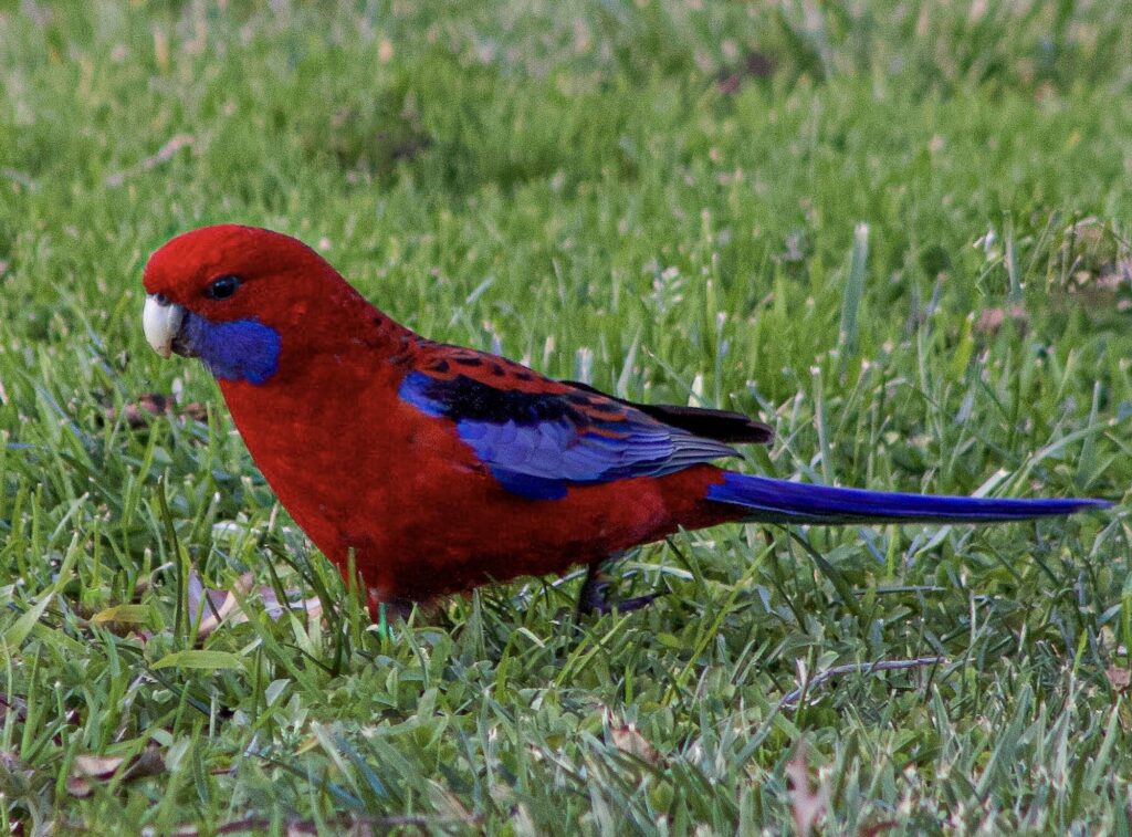 A resplendent Crimson Rosella in a garden in Canberra, Australia. © copyright Matthew Brace