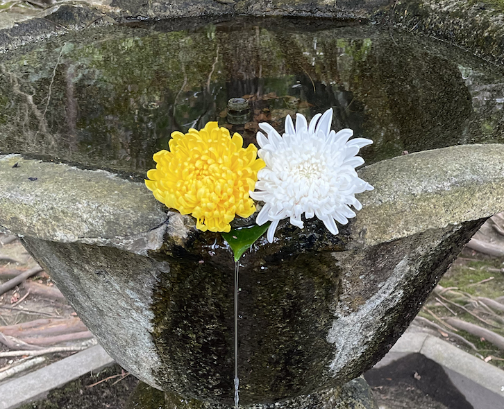 Winter flowers on a stone water bowl at a temple on the Philosopher's Path, Kyoto, Japan. © copyright Matthew Brace