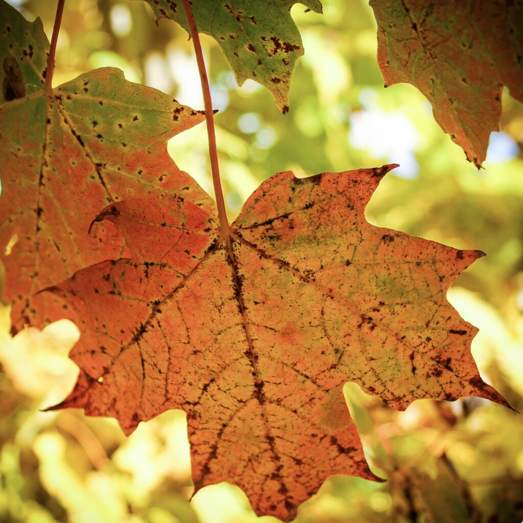 Autumn leaf colours in Seward Park, Manhattan