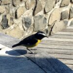 Bananaquit bird, St Vincent and The Grenadines, Windward Islands, Caribbean. © copyright Matthew Brace
