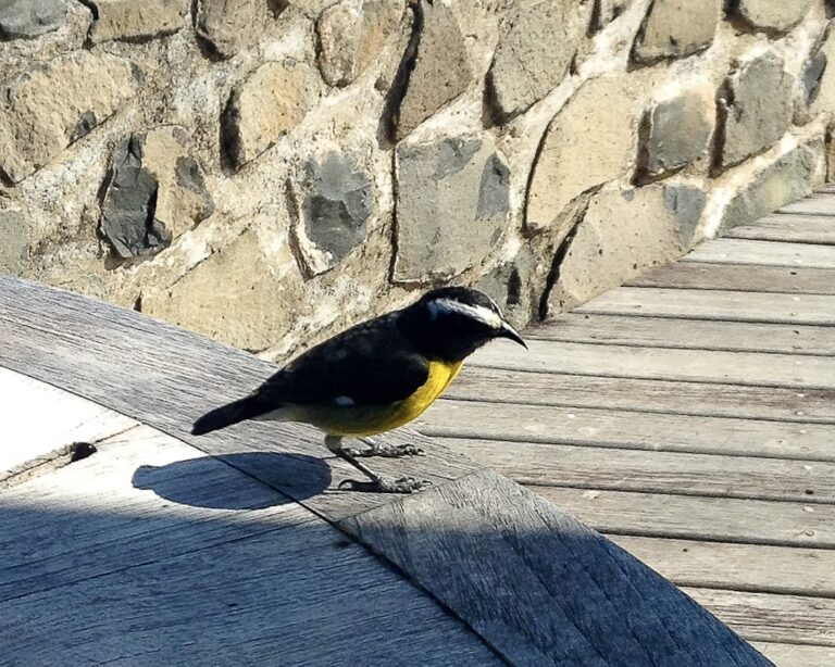 S4 E1: Sharing breakfast in the Caribbean Bananaquit bird, St Vincent and The Grenadines, Windward Islands, Caribbean. © copyright Matthew Brace