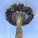 One of the artificial Supertrees towering over the Gardens By The Bay in Singapore and showing its green growth. © copyright Matthew Brace