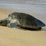 An Olive Ridley turtle hauls itself onto a beach. © Jonathan Reynaga (free use courtesy of www.pexels.com)