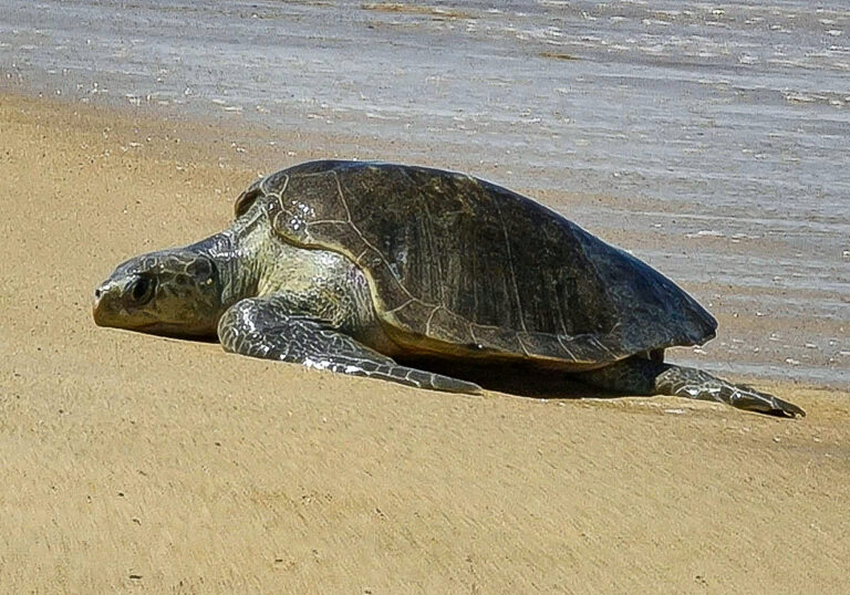 An Olive Ridley turtle hauls itself onto a beach. © Jonathan Reynaga (free use courtesy of www.pexels.com)