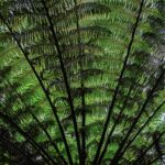 Dicksonia tree ferns grow close together to create an umbrella-like canopy in a wood at Te Ngaere Bay at the sub-tropical north of New Zealand's North Island. © copyright Matthew Brace