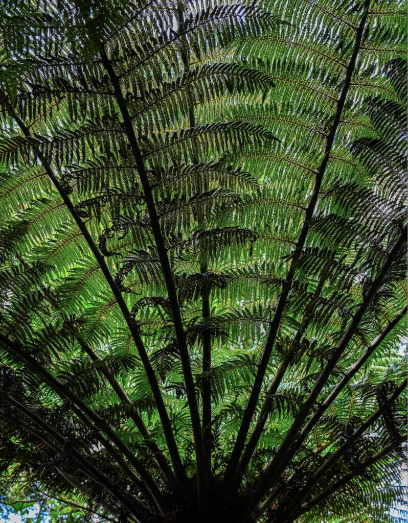 Dicksonia tree ferns grow close together to create an umbrella-like canopy in a wood at Te Ngaere Bay at the sub-tropical north of New Zealand's North Island. © copyright Matthew Brace
