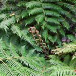 Glorious green tree ferns near the Te Ananui glow-worm cave on New Zealand's South Island. © copyright Matthew Brace