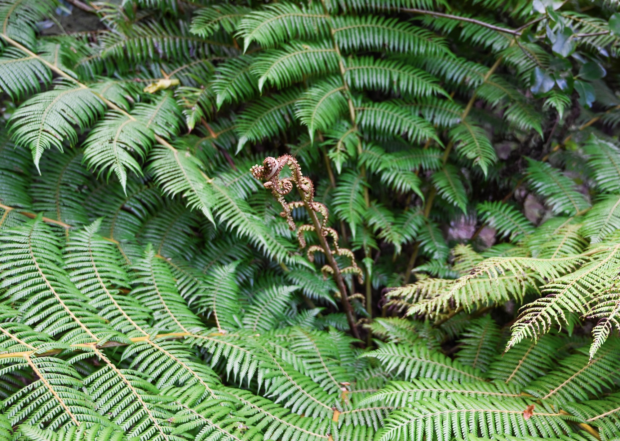 Glorious green tree ferns near the Te Ananui glow-worm cave on New Zealand's South Island. © copyright Matthew Brace