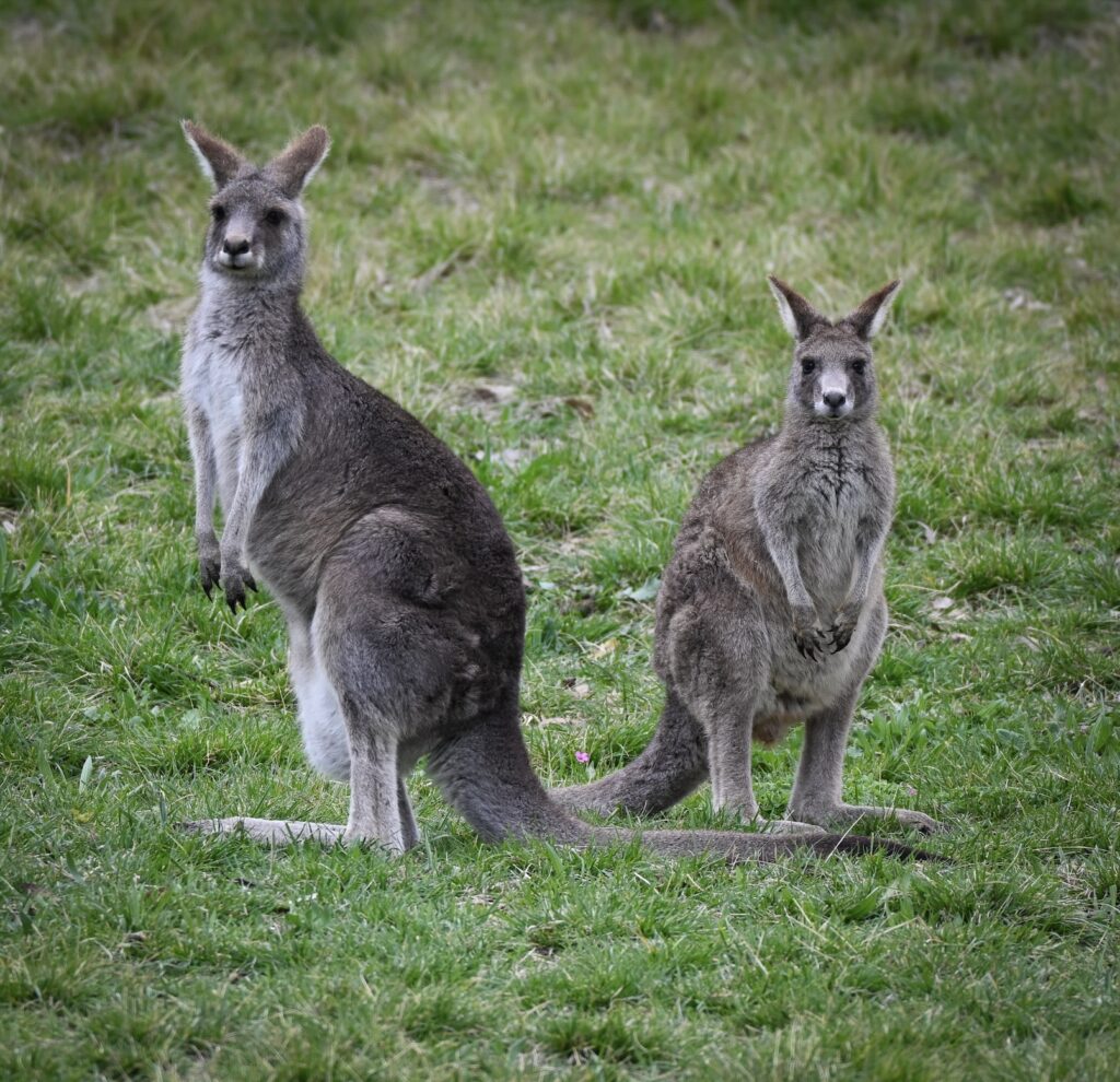 Resident troop of kangaroos in Canberra's Stirling Park reserve. © copyright Matthew Brace