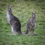 Resident troop of kangaroos in Canberra's Stirling Park reserve. © copyright Matthew Brace
