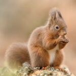 Red squirrel eating a hazelnut in Scotland. © Raymond Leinster, courtesy of the Saving Scotland’s Red Squirrels partnership