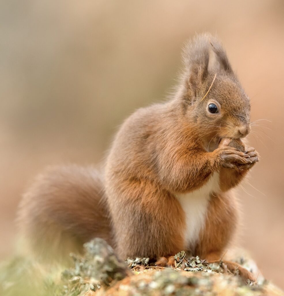 Red squirrel eating a hazelnut in Scotland. © Raymond Leinster, courtesy of the Saving Scotland’s Red Squirrels partnership